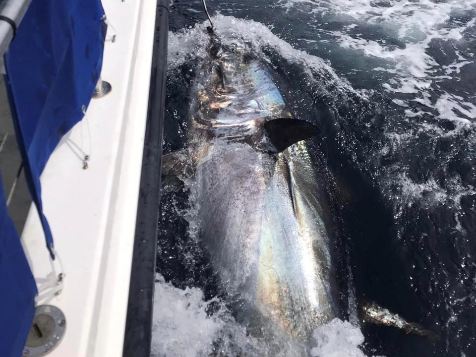 IFI Lands Record Recaptures Of Atlantic Bluefin Tuna As Fishing Season   Firstbluefin2023 