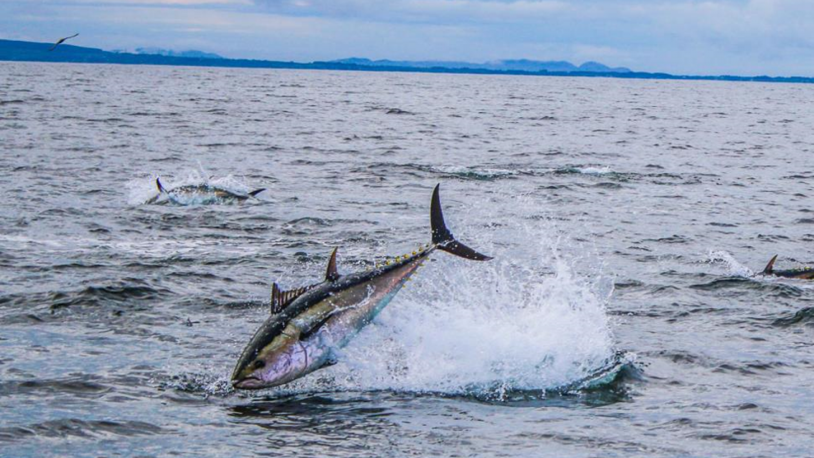 Atlantic Bluefin Tuna (Thunnus Thynnus) | Inland Fisheries Ireland